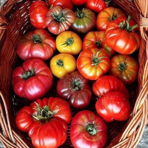 Cagette de 10kg de tomates anciennes
